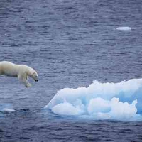 Jumping Polar Bear