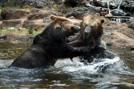 Playful Grizzly Bears - wet, bears, splashing, playing