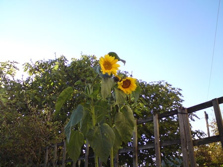 giant supremes - sunflowers, garden, large, scene