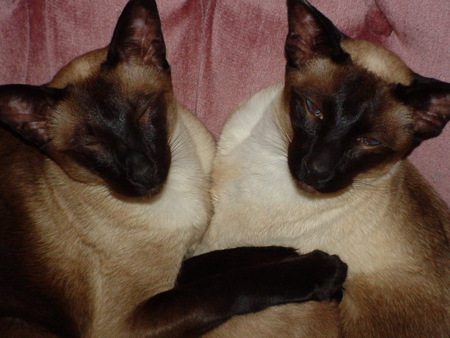 Siamese siblings - cats, velvet chair, sleeping, pairs