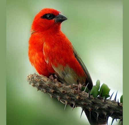 Color of the season - bird, black, branch, green background, red