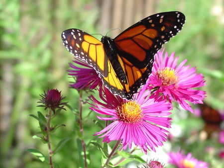 Monarch on migration - butterfly, september, monarch, maine