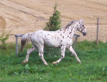 leopard appy horse - lover, sliky, spot the spotted, skipper, spot, dimonds