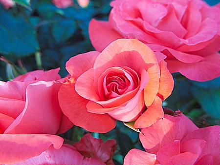 Roses - flowers, roses, pink, nature