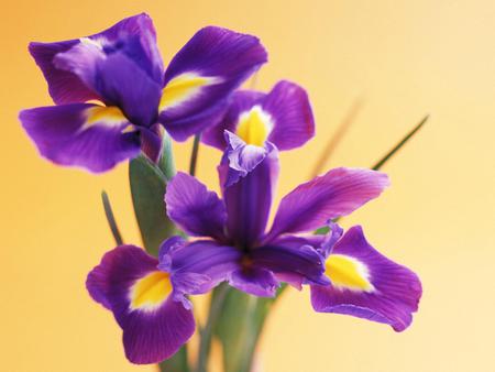 Flowers - nature, purple, flowers, lily