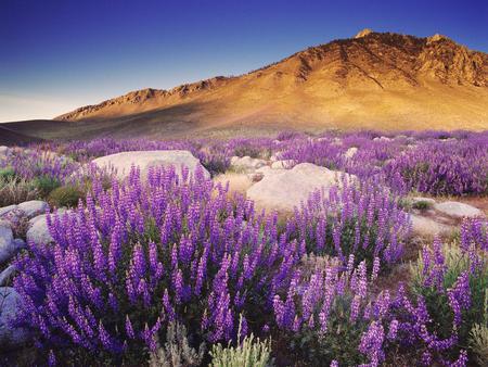 Sky - flowers, sky, nature, rocks