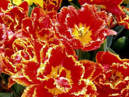 Flowers - flowers, red, yellow, nature