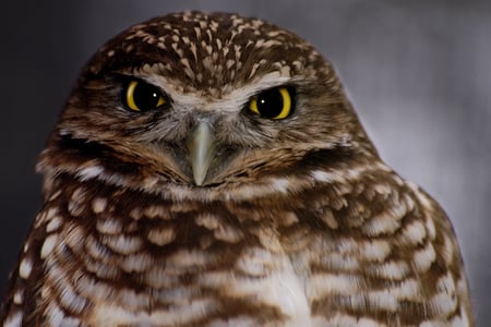 the owl - nature, owl, birb, animals