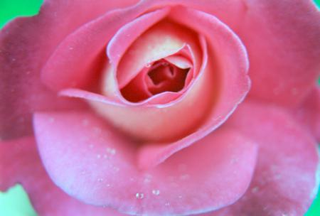 Rose - flower, pink, nature, rose