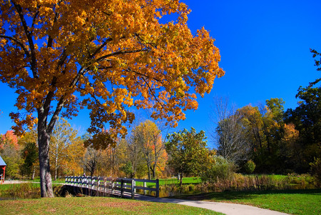 a walk in the fall - fence, sky, trees, roadway, grass