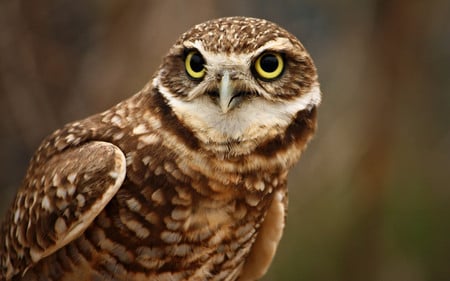 the owl - owl, birb, nature, animals