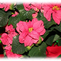 Christmas poinsettias