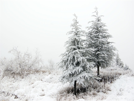 Snow - holiday, tree, christmas, snow winter