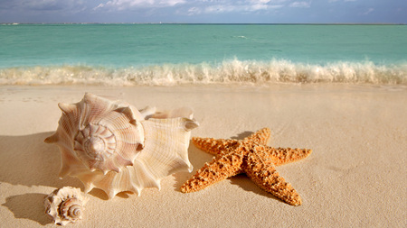 Star fish - starfish, beach, animal, sand, sea