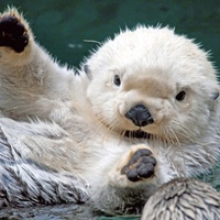 Baby sea otter