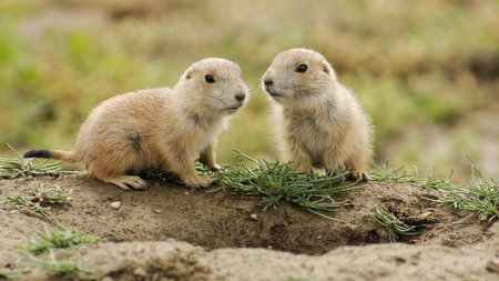 Sweet curies - curie, animal, rodent, sweet, couple