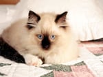 Sweet kitten blue eyes