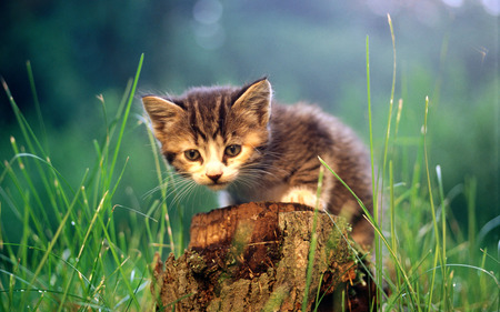 Cat on tree trunk - trunk, pet, animal, kitten, grass, sweet, cat