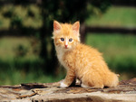 Baby cat on trunk