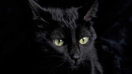 Majestic look - animal, black, kitten, pet, cat, sweet