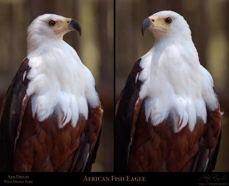 African Fish Eagle jpg. - white, eagle, animals, bird, fish, african, head, birds