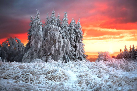 Northern winter sunset - north, cold, trees, red and gold sky, snow, winter, sunset