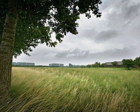 The green field - nature, three, view, field