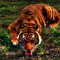 Tiger at lake