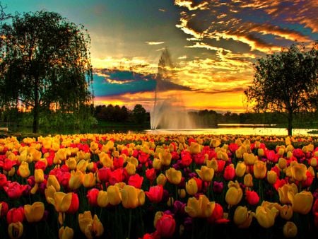 Field of tulips in sunset - flowers, clouds, colorful, tulips, nature, sky