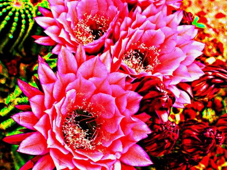 Pink flowers - flowers, bouqet, background, lovely, pink, wild