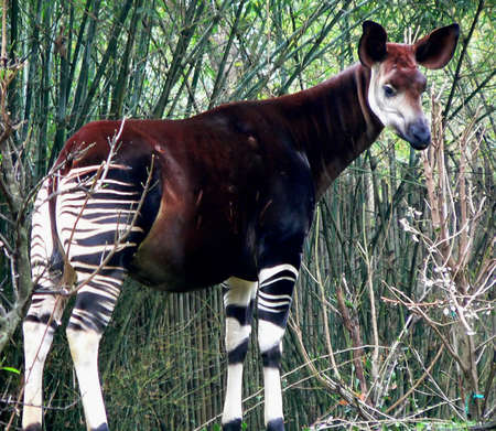 Okapi - white, ears, okapi, brown, mammal, stripes, black, bushes