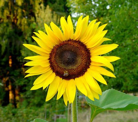 Sunflower - sunflower, nature, yellow, beautiful, sunny