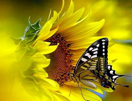 Butterflies and sunflower - sunflower, love, yellow, colorful, butterflies