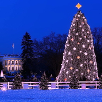 White House Christmas tree