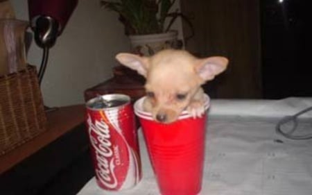 LOVE IT - drink, funny, soda, dog