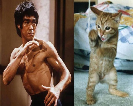 KUNG-FU CAT - animal, bruce, funny, cat