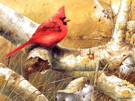 Big Red - trees, seeds, bird, milk weed, nature, woods, cardinal, red, birch, grasses, perched