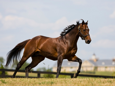 horses - horses, nature, grass, animals