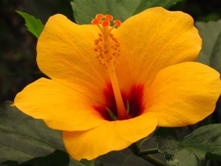 Yellow flower - nature, yellow, plant, garden, flower