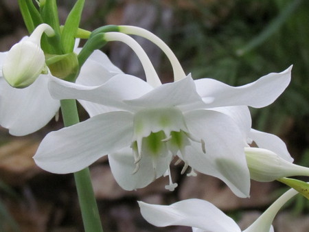 Beautiful white flower - flower, nature, plant, garden