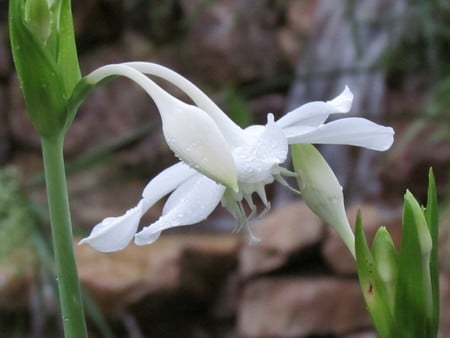 Blooming flower - flower, nature, plant, garden