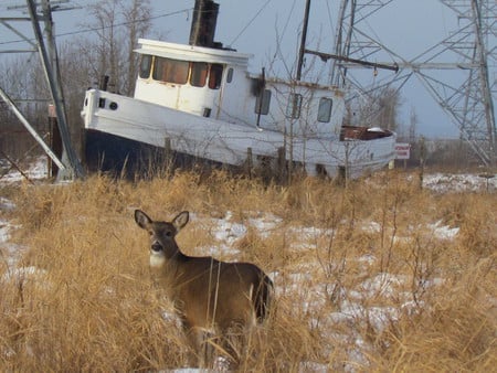 A doe and a boat - animal, nature, deer, doe