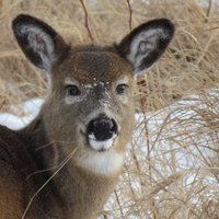 A deer having lunch