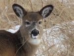 A deer having lunch