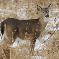 A doe,a deer,a female deer