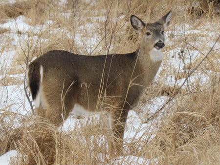 A doe,a deer,a female deer - animal, nature, deer, doe