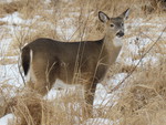 A doe,a deer,a female deer