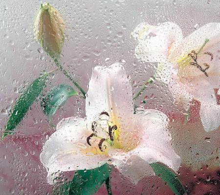 Wet window - wet, flowers, window, beautiful