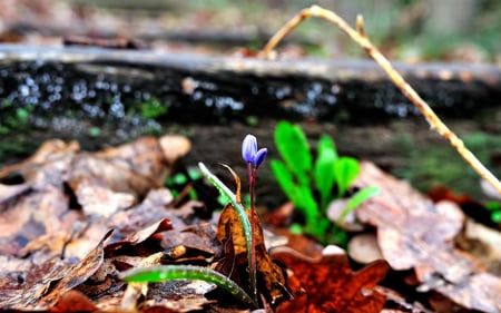 forest flower - vegetation, soft, green, colors, forest, leaf, flower