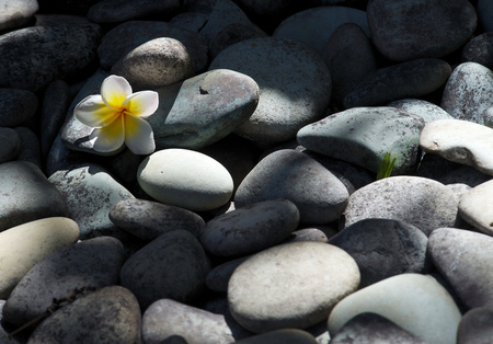 Flower - nature, flor, natureza, flower